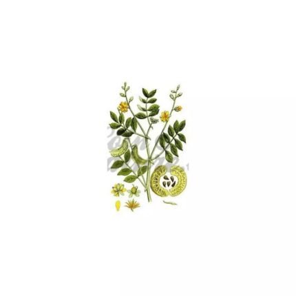 SENE LEAFLET FULL (leaf) IPHYM Herb Cassia senna / Cassia angustifolia