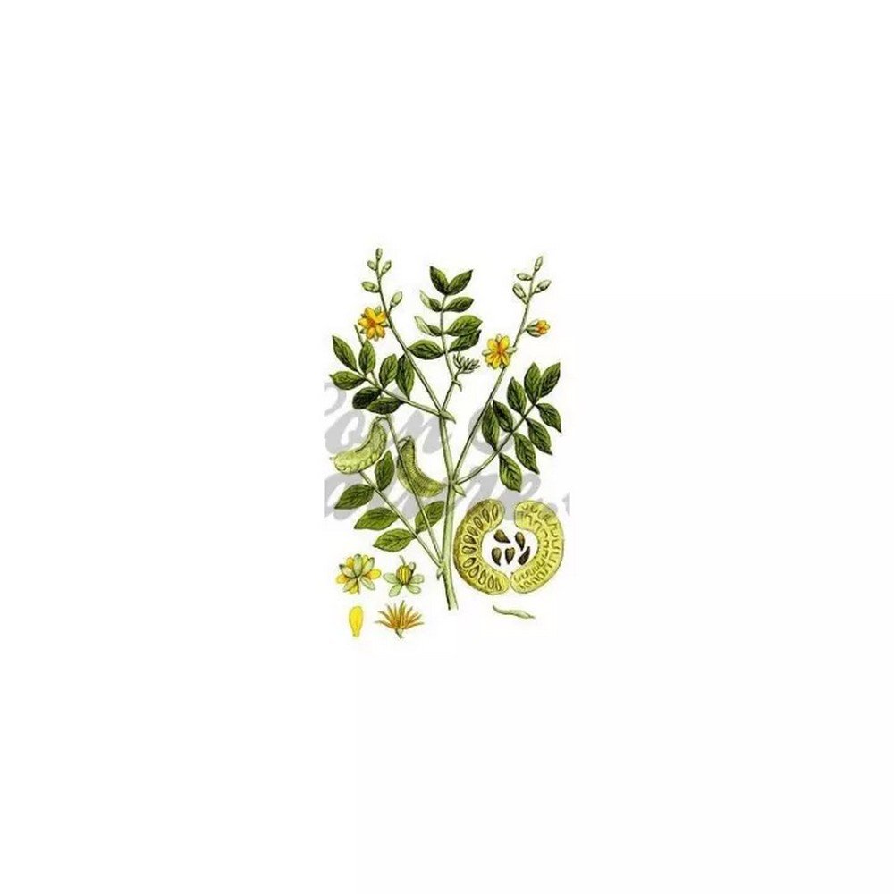 SENE LEAFLET FULL (leaf) IPHYM Herb Cassia senna / Cassia angustifolia SENE LEAFLET FULL (leaf) IPHYM Herb Cassia senna / Cassia angustifolia