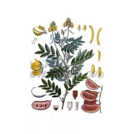 Senna follicle Cut IPHYM Herb Cassia angustifolia