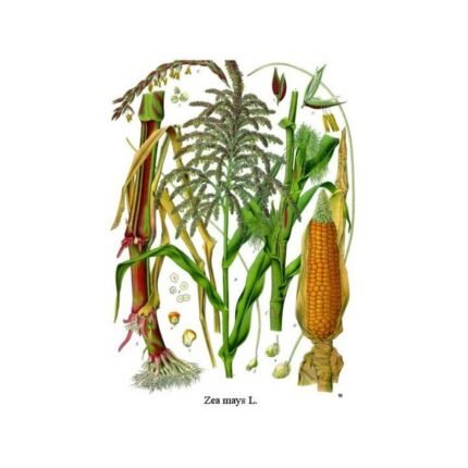 STIGMA BUT CUT IPHYM Herbalism Zea mays L.
