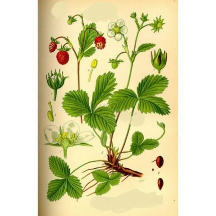 STRAWBERRY cut sheet IPHYM Herbalism Fragaria vesca