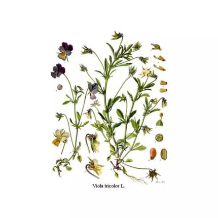 THOUGHT WILD PLANTS CUT IPHYM Herbalism Viola tricolor L. / V. arvensis Murray