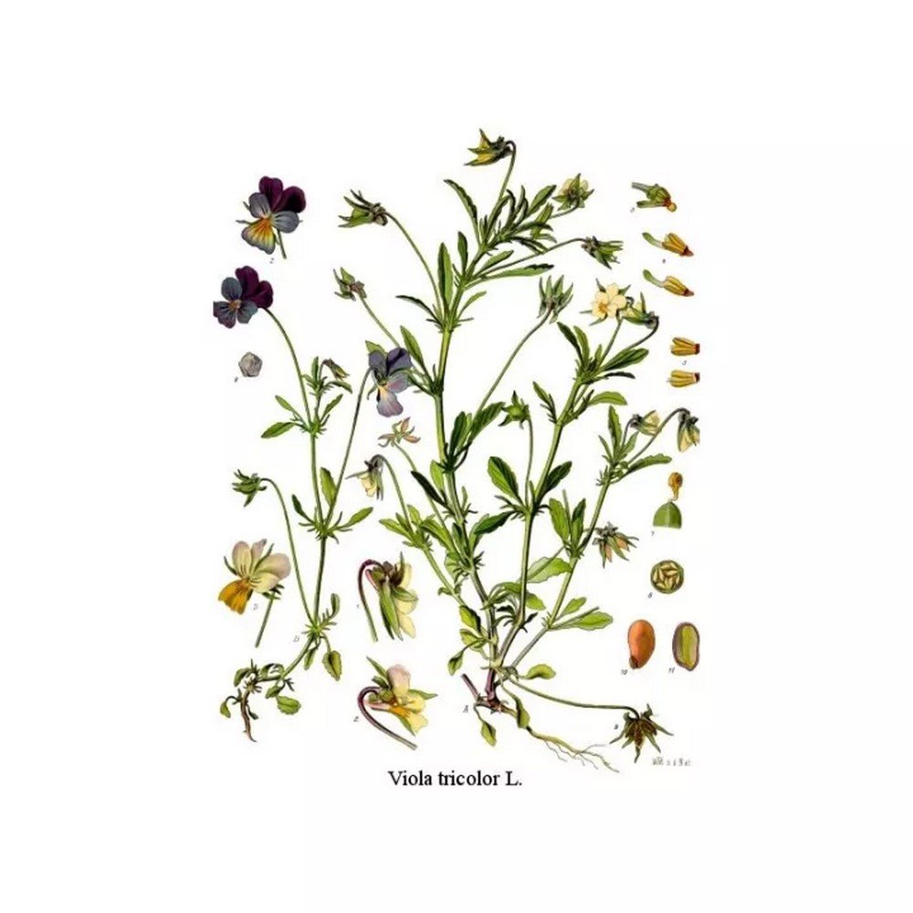 THOUGHT WILD PLANTS CUT IPHYM Herbalism Viola tricolor L. / V. arvensis Murray THOUGHT WILD PLANTS CUT IPHYM Herbalism Viola tricolor L. / V. arvensis Murray