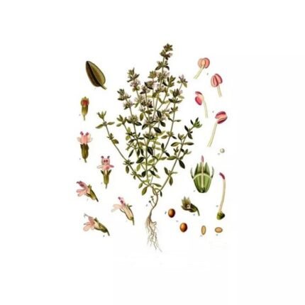 THYME WHOLE LEAF IPHYM Herb Thymus vulgaris L. / Thymus L. zygis