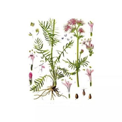 VALERIANE ROOT CUT IPHYM Herbs Valeriana officinalis L.
