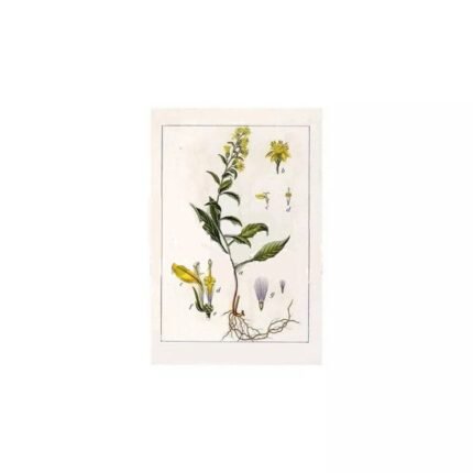 VERGE OF PLANT OR CUT IPHYM Herbalism Solidago virga aurea