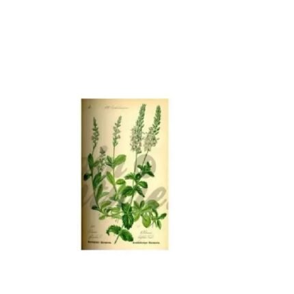 Véronique – cut 250 g Package Plant