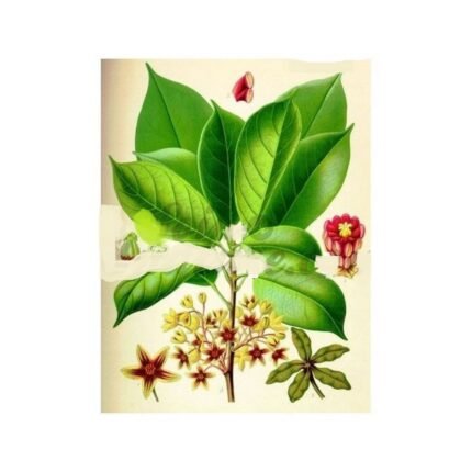 WALNUT COLA cut IPHYM Herbalism Cola nitida / C. acuminata